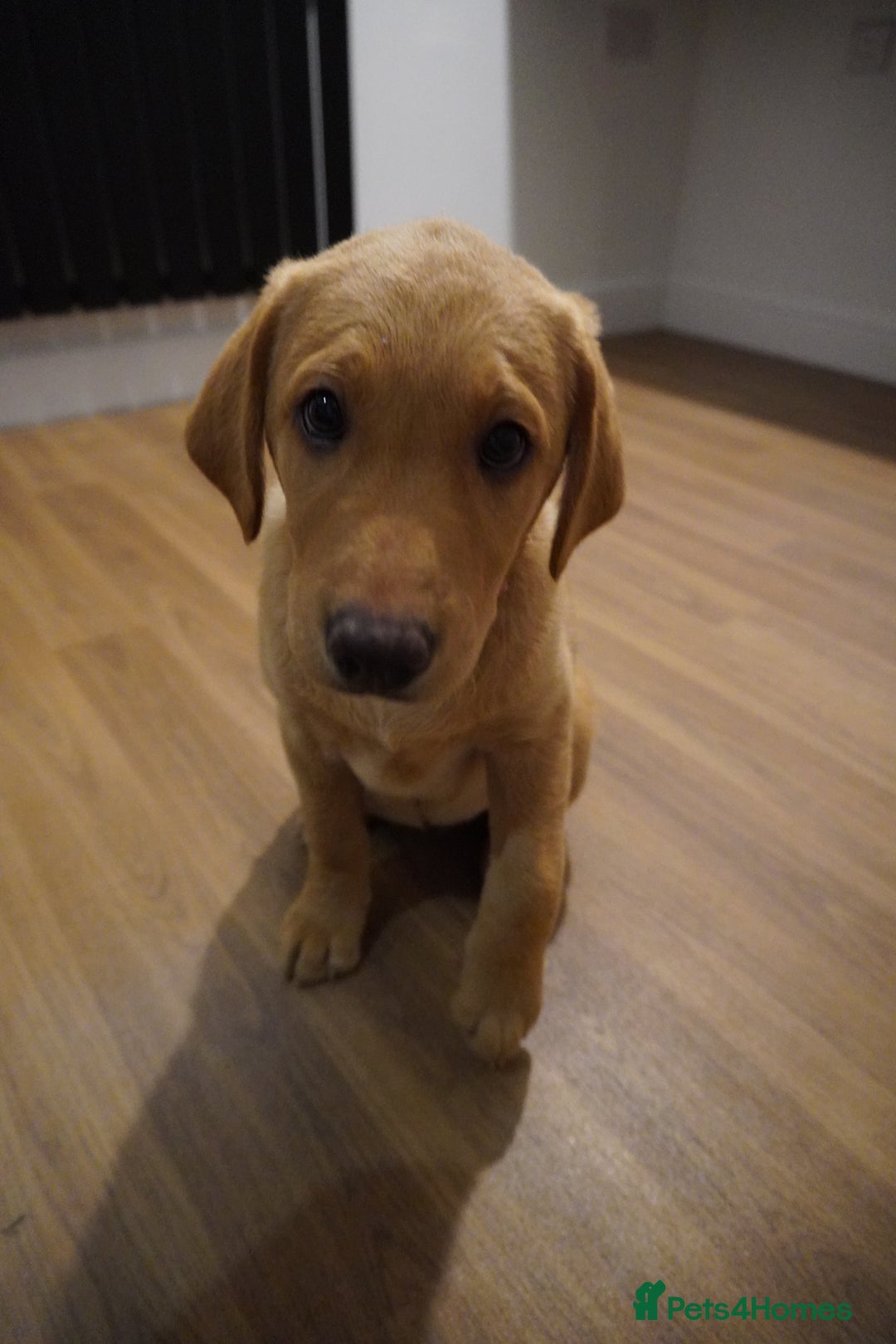 Labrador Retriever dogs for sale: Stunning KC Fox Red & Yellow Labrador Puppies - Advert 20