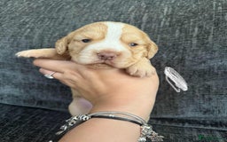 Cocker Spaniel dogs for sale: Working cocker spaniels - Image 3