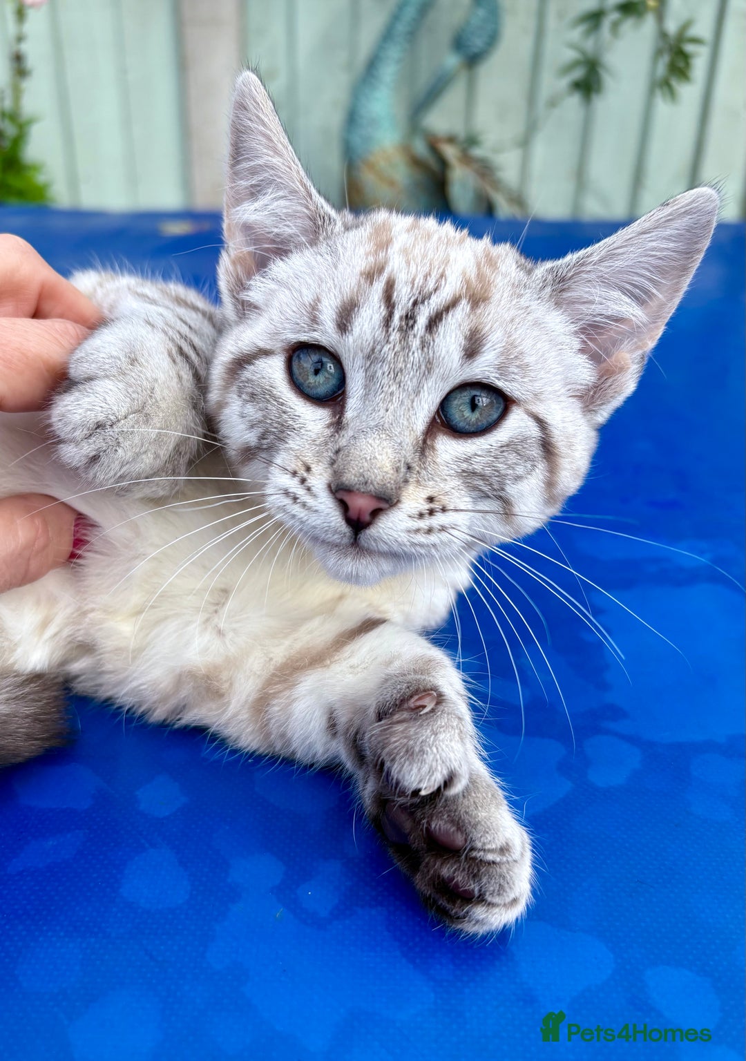 Keetso cats for sale: Superb rare polydactyl curled eared Keetso female  - Advert 9