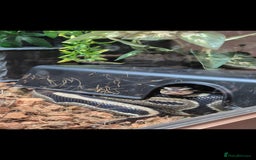 Snake reptiles for sale: Ball python and full vivarium - Image 7