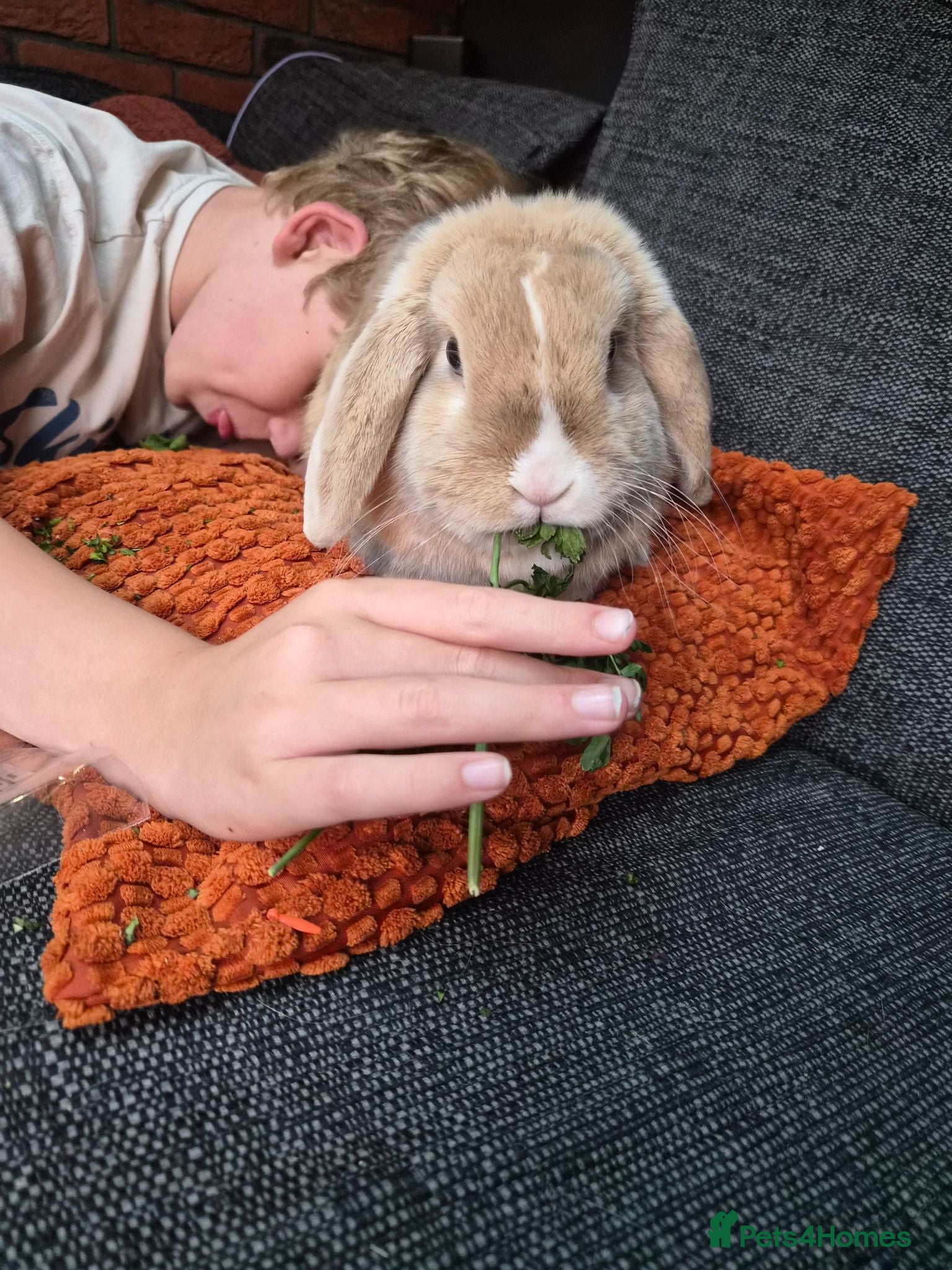 English Lop rabbits Beautiful Bunny 'Ziggy" - Advert 1