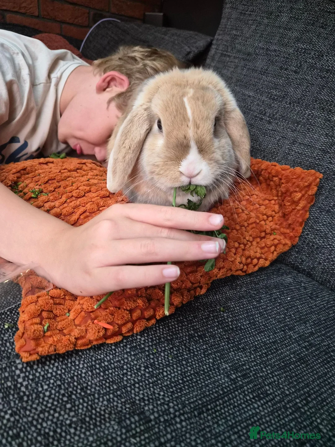 English Lop rabbits for sale: Beautiful Bunny 'Ziggy" - Advert 1