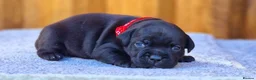 Staffordshire Bull Terrier dogs for sale: Solid Black Staff Puppies short & stocky Type  - Advert 2