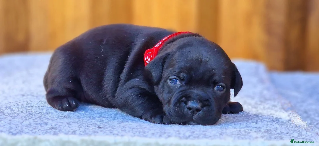 Staffordshire Bull Terrier dogs for sale: Solid Black Staff Puppies short & stocky Type  - Advert 2