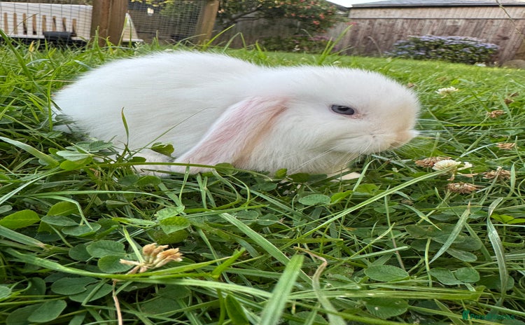Mini Lop rabbits - Advert 12