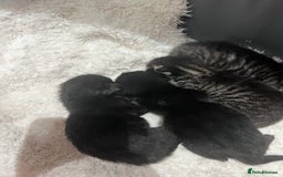 Mixed Breed cats for sale: Beautiful kittens for sale  - Image 6