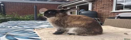 Netherland Dwarf rabbits for sale: MALE NETHERLAND DWARF 1 YEAR OLD in Bristol - Advert 10