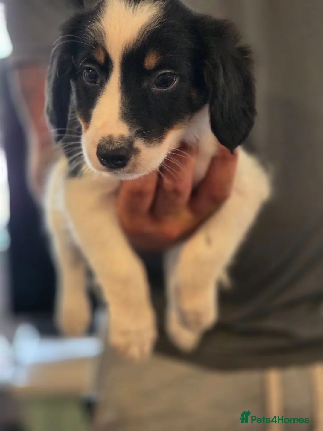 Mixed Breed dogs for sale: Beautiful litter of collie x cocker spaniel  - Advert 10