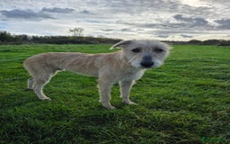 Lurcher dogs for sale: Lurcher boy for sale  - Image 6