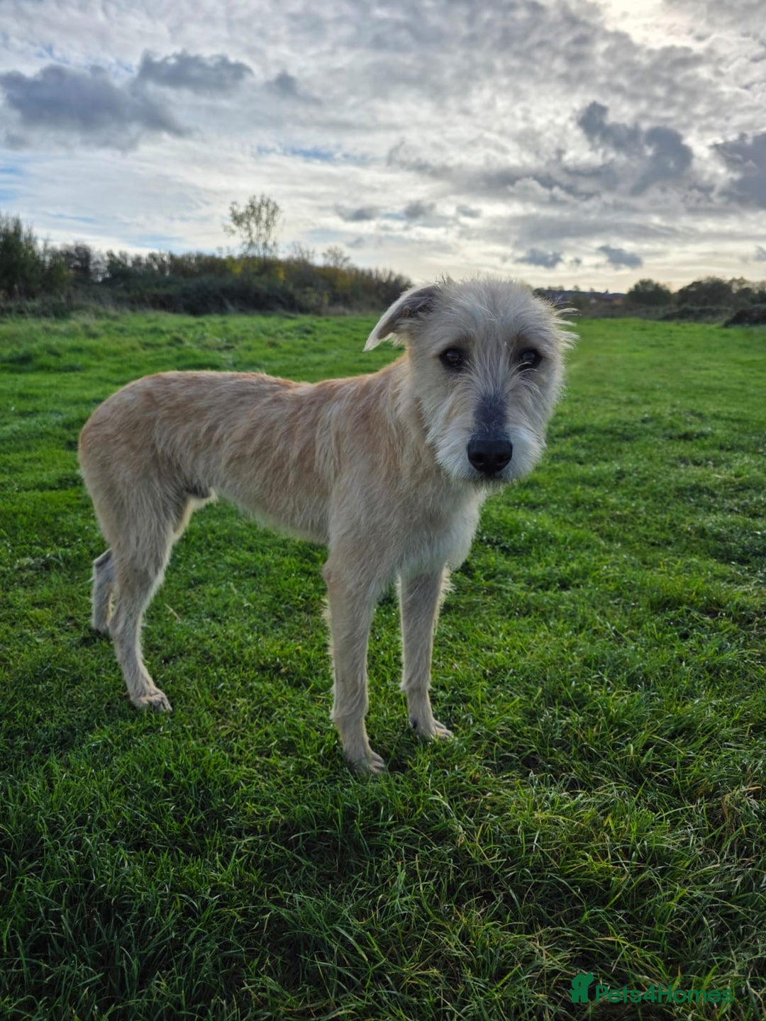 Lurcher dogs for sale: Lurcher boy for sale  - Image 6