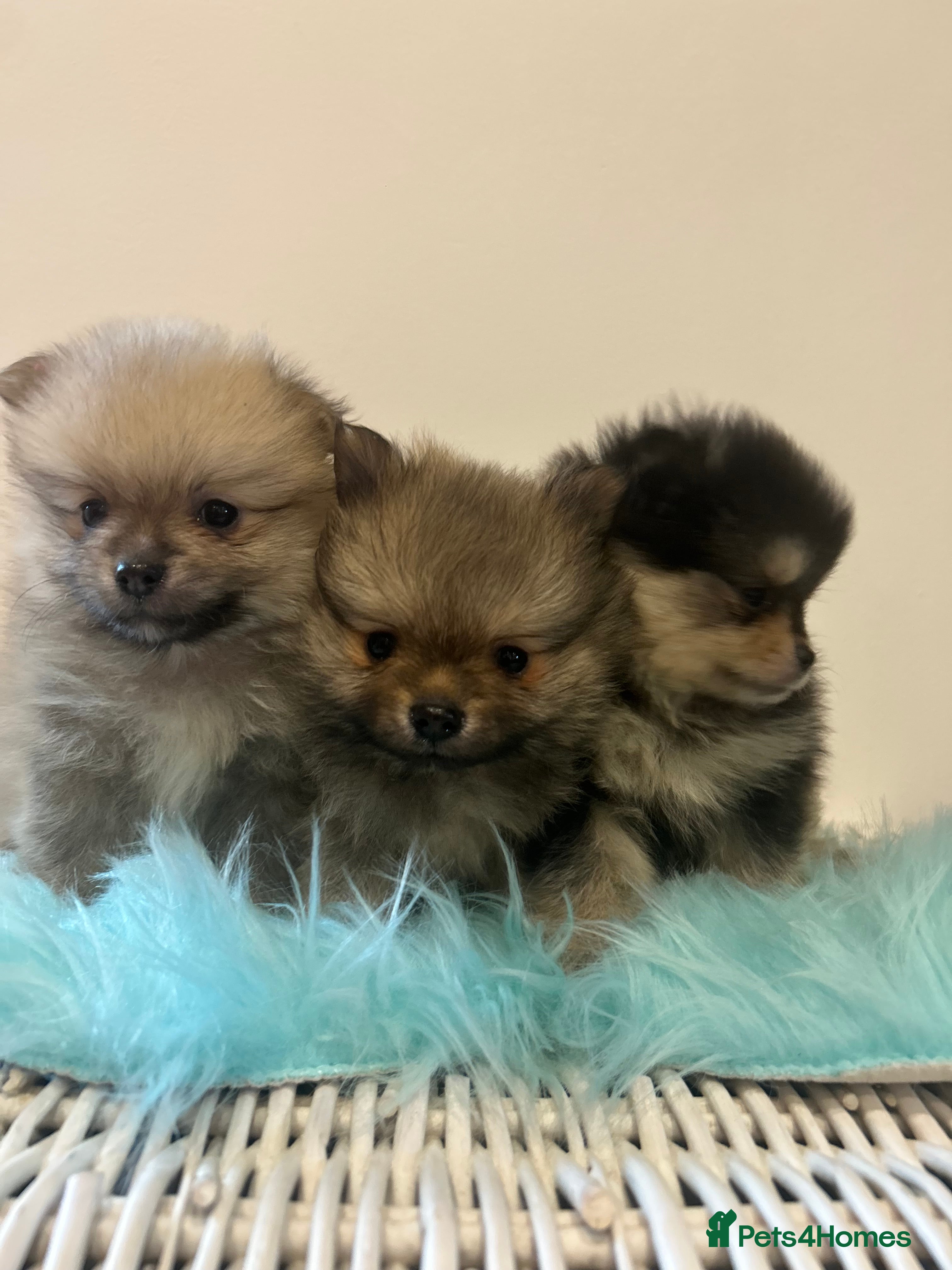 Pomeranian dogs Kc reg stunning pomeranian puppies  - Advert 12