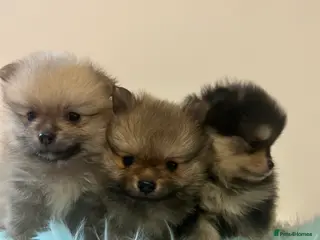 Pomeranian dogs Kc reg stunning pomeranian puppies - Advert 12
