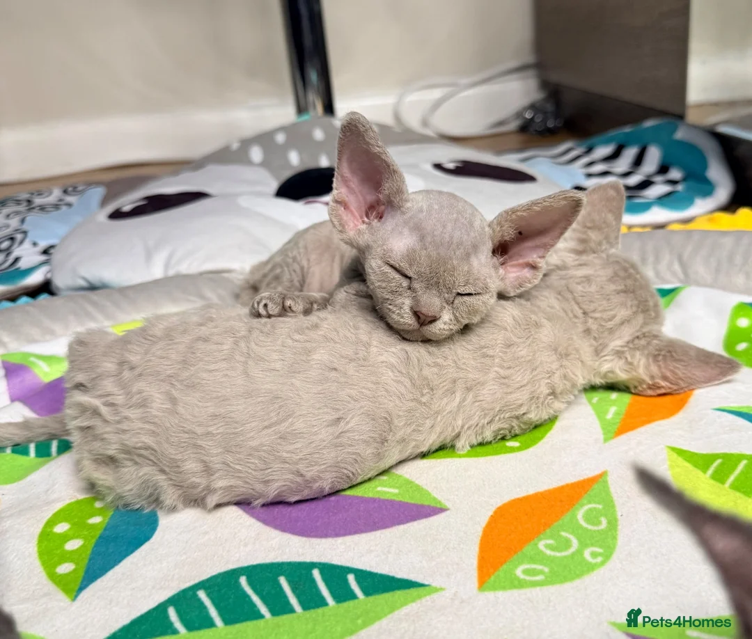 Devon Rex cats for sale: Beautiful blue boy and lilac girl!!!!! - Advert 1