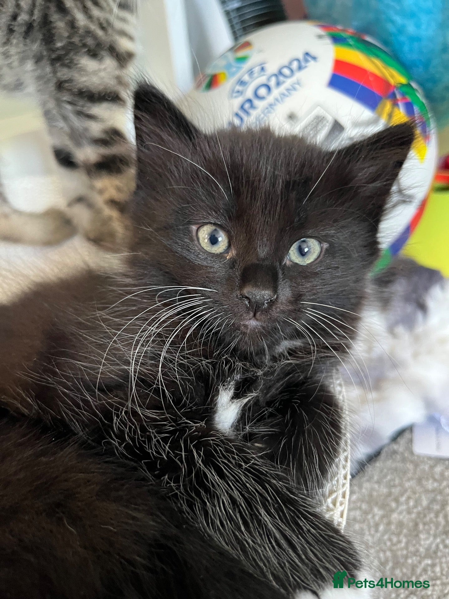 Mixed Breed cats Maine coon mix - Advert 1