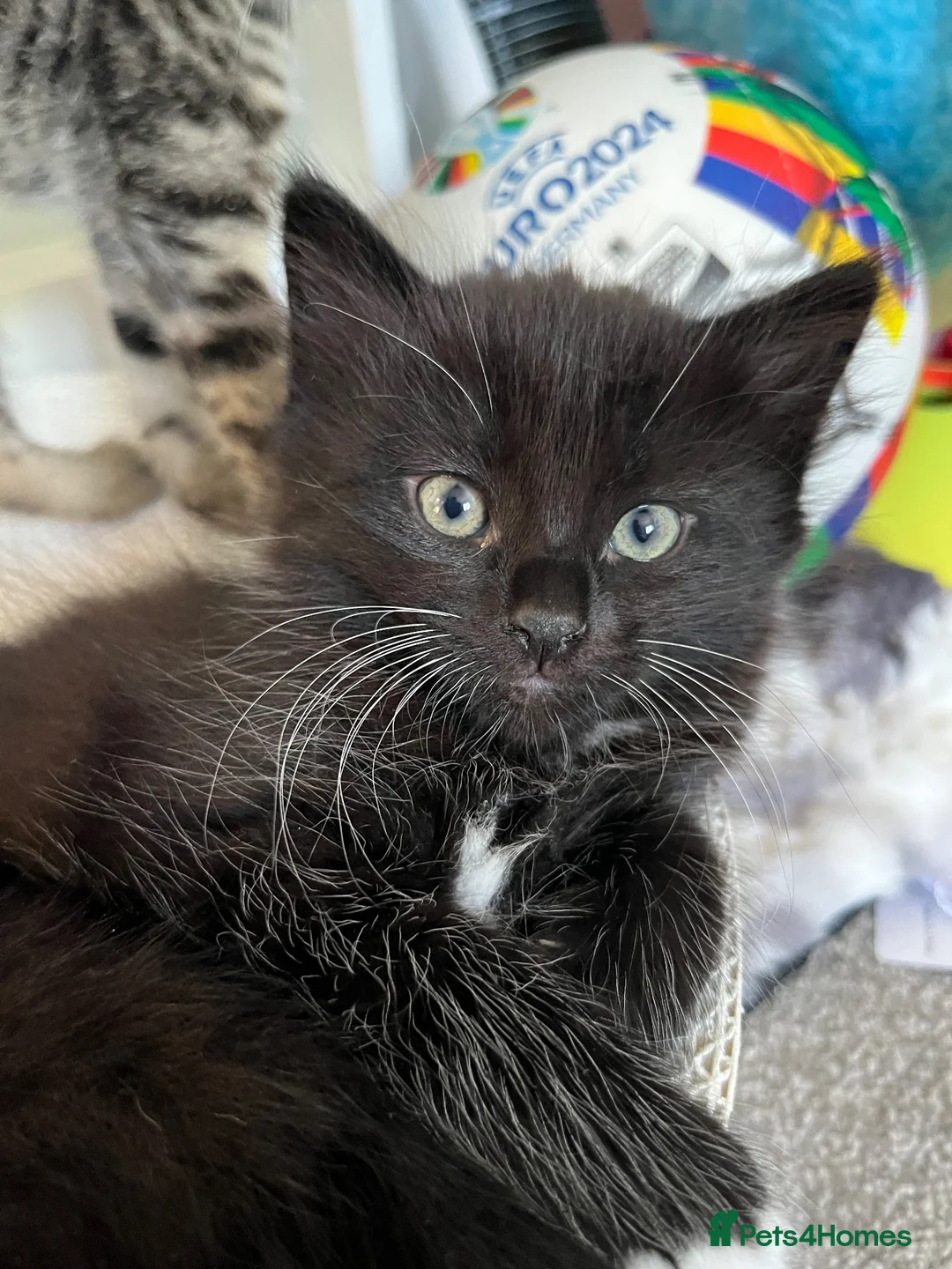 Mixed Breed cats for sale: Maine coon mix - Advert 1