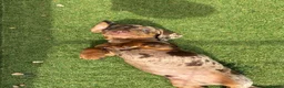 Dachshund dogs for sale: Dachshund in Gloucester - Advert 13