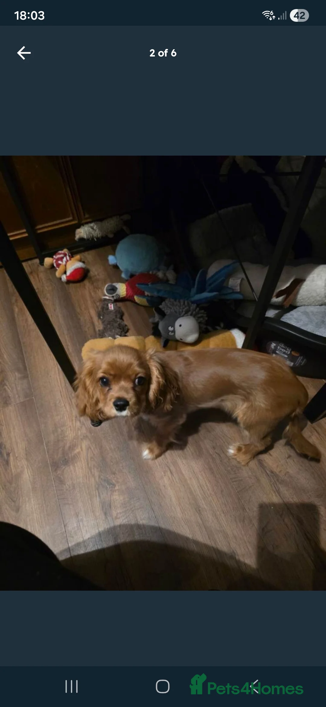 Cavalier King Charles Spaniel dogs for sale: KC registered Cavalier King Charles Spaniel  - Advert 3