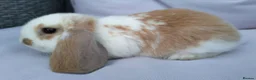 Mini Lop rabbits for sale: Cute French x Mini Lop Looking for Loving Homes! - Advert 22
