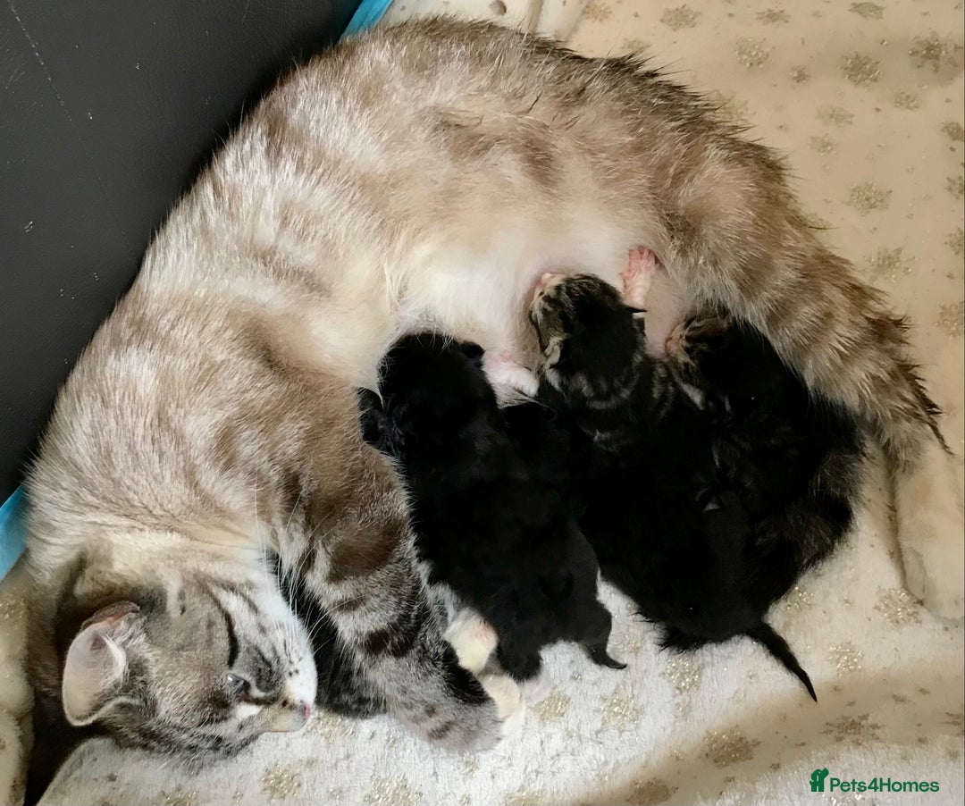 Mixed Breed cats for sale: 5 kitten’s available today  - Image 30