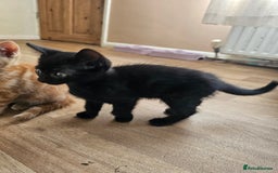 Mixed Breed cats for sale: 2 beautiful kittens one ginger one black - Image 2