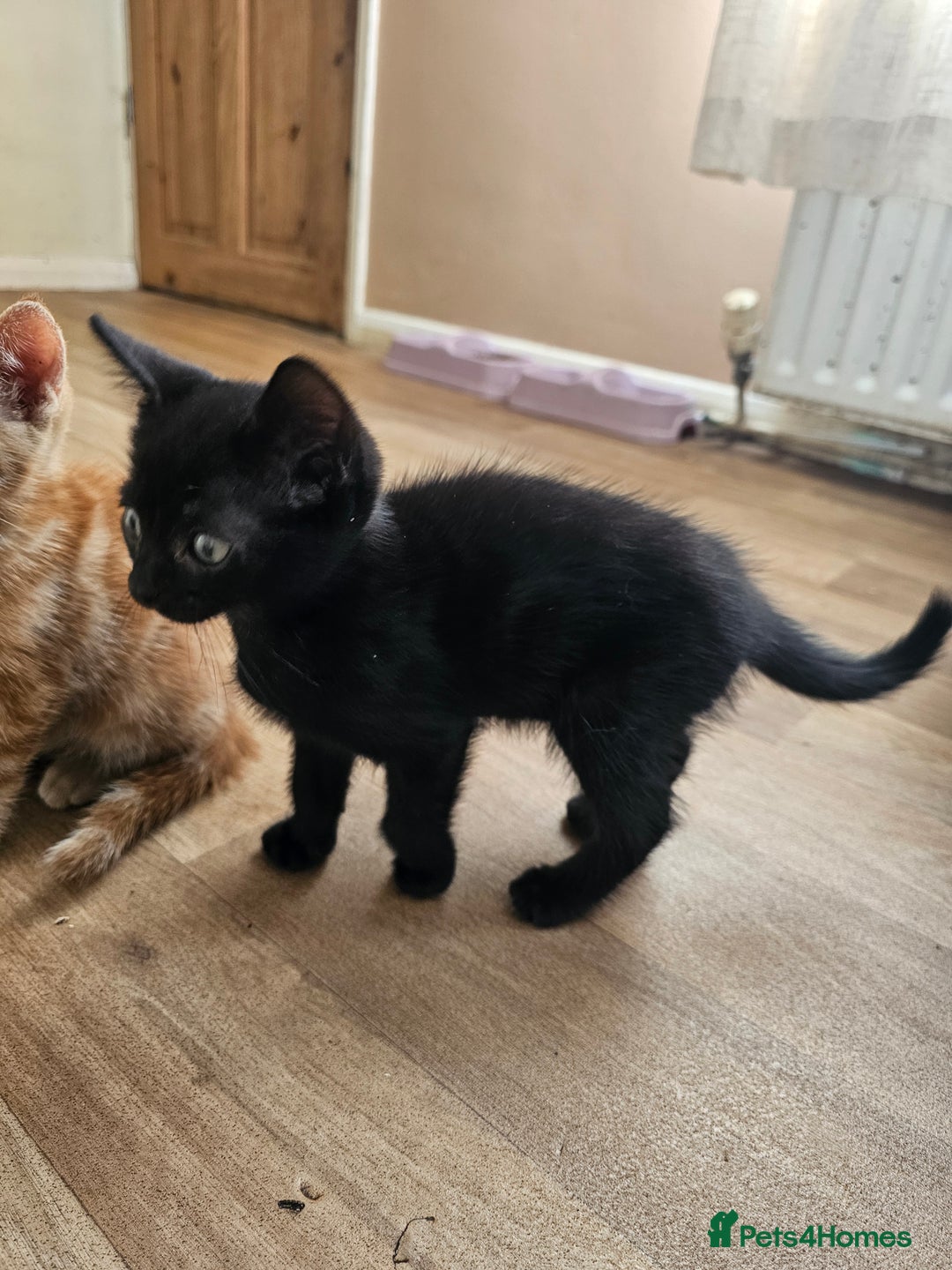 Mixed Breed cats for sale: 2 beautiful kittens one ginger one black - Image 2