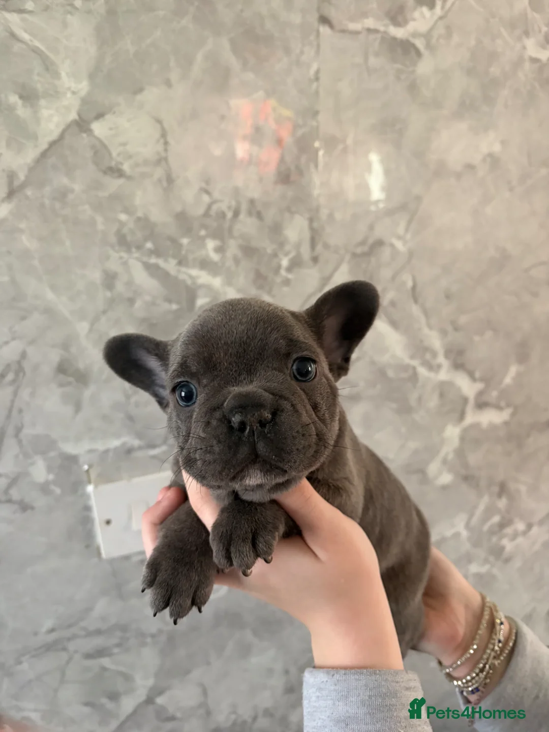 French Bulldog dogs for sale: French bulldog puppy’s  - Advert 1