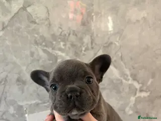 French Bulldog dogs French bulldog puppy’s - Advert 3