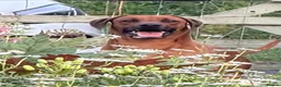Rhodesian Ridgeback dogs for sale: European Champion Pedigree KC  - Advert 16