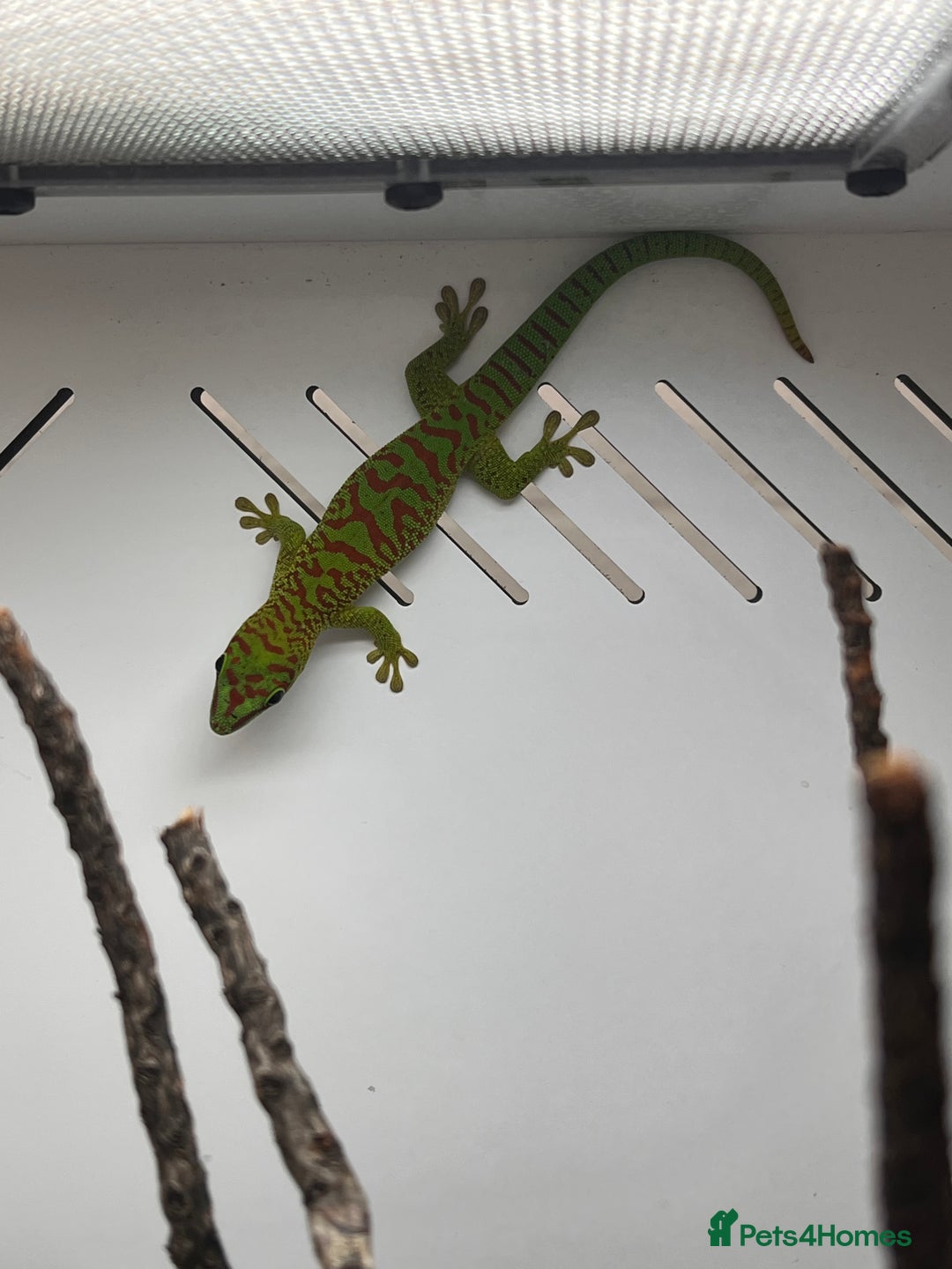 Gecko reptiles for sale: High Red Giant Day Gecko - Advert 3