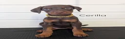 Dobermann dogs for sale: doberman puppies - ready this week 🐾 - Advert 6