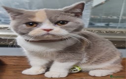 British Shorthair cats for sale: Pure bsh kittens from DNA & genetic tested parents - Image 1