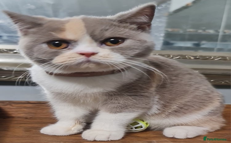 British Shorthair cats - Advert 4