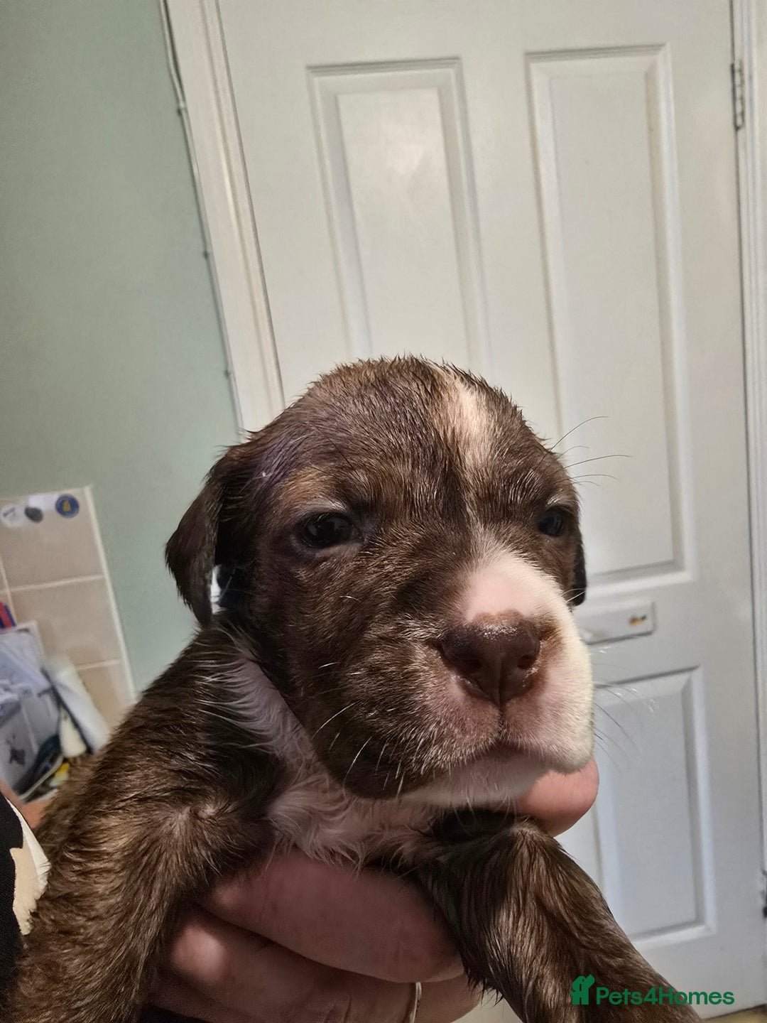 Mixed Breed dogs for sale: Bullmastiff x staff puppies - Image 5
