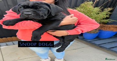 Mixed Breed dogs - Advert 2