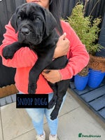 Mixed Breed dogs - Advert 2