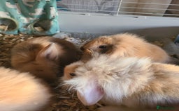 Mini Lion Lop rabbits for sale: Baby rabbits ready now  - Image 7