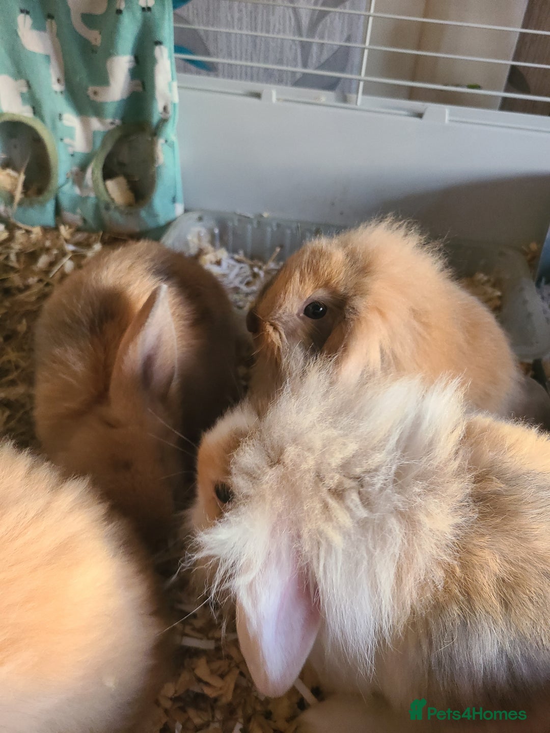 Mini Lion Lop rabbits for sale: Baby rabbits ready now  - Image 7