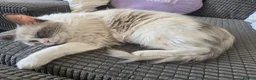 Ragdoll cats for sale: Xx Male Ragdoll kitten xX - Advert 1