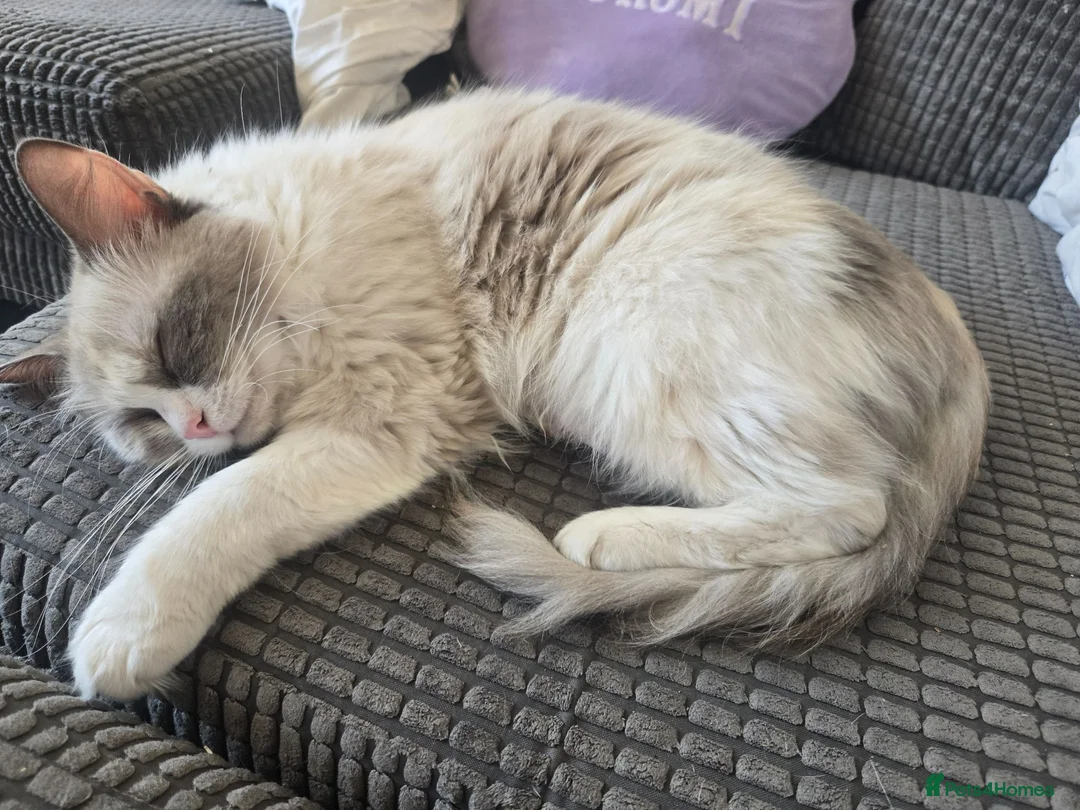 Ragdoll cats for sale: Xx Male Ragdoll kitten xX - Advert 1