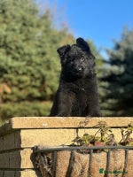 German Shepherd dogs German Shepherd Puppies - Advert 6