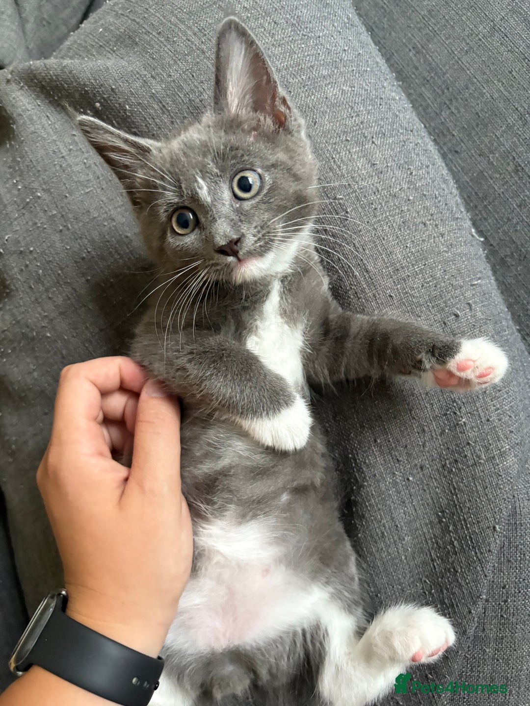 British Shorthair cats for sale: sweet grey boy ready for his forever home! - Image 2