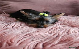 Yorkshire Terrier dogs for sale: For sale - Image 4