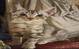 Domestic Shorthair cats for sale: Kittens Ready Now All Colours - Image 19