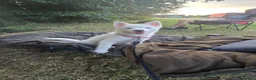 Pomsky dogs for sale: 6 month old pomsky puppy for sale  - Advert 1