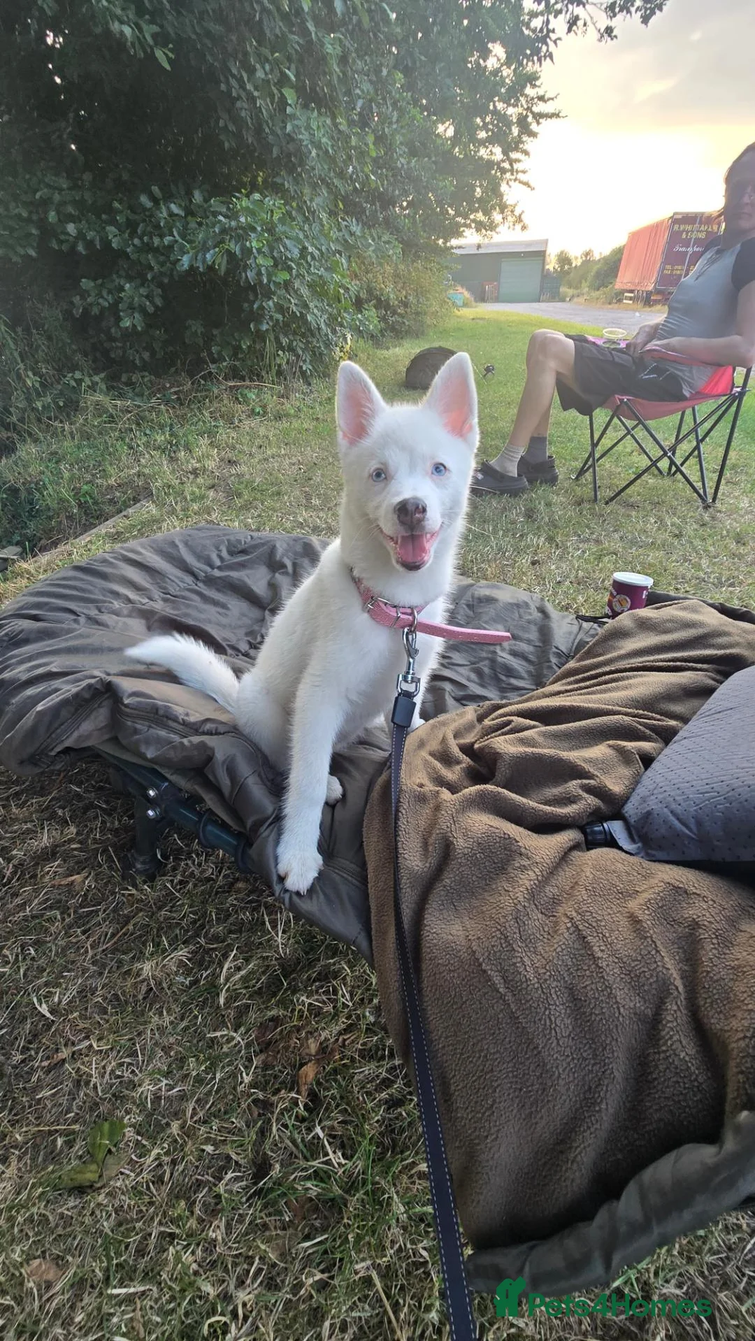 Pomsky dogs for sale: 6 month old pomsky puppy for sale  - Advert 1