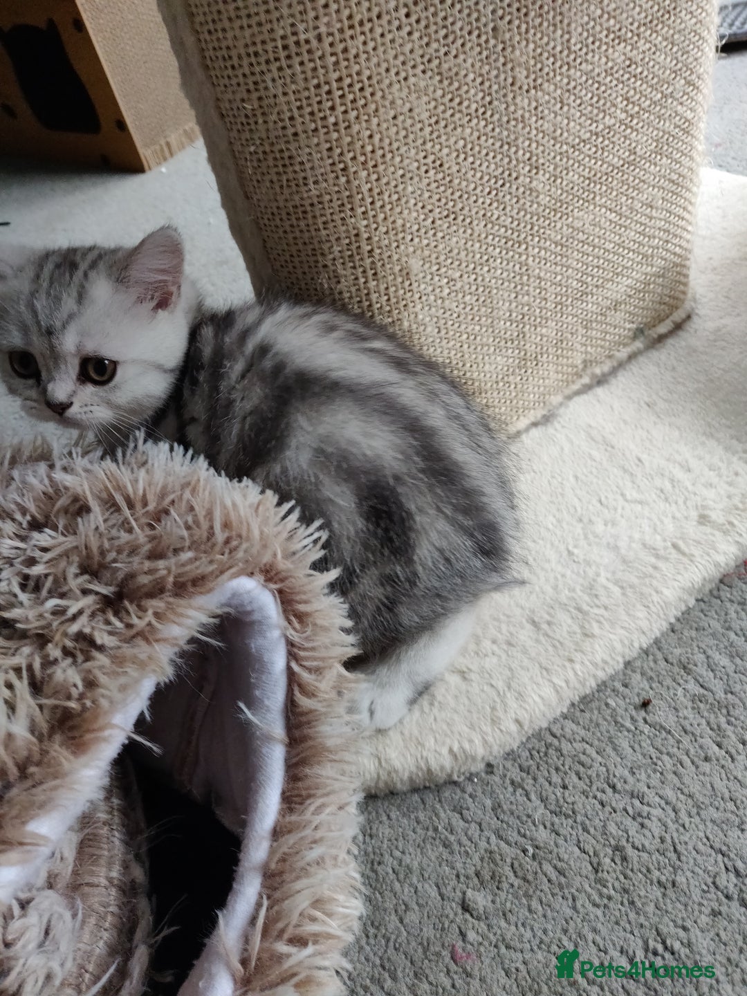 British Shorthair cats for sale: Cat for sale  - Image 7