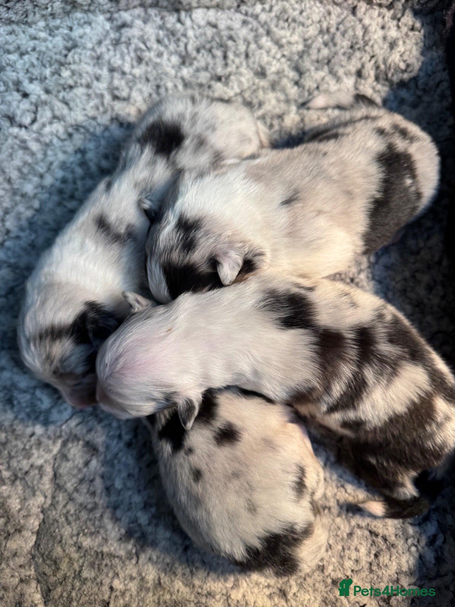 Australian Shepherd dogs Outstanding Merle/Black and Tan KC Reg Puppies  - Advert 3