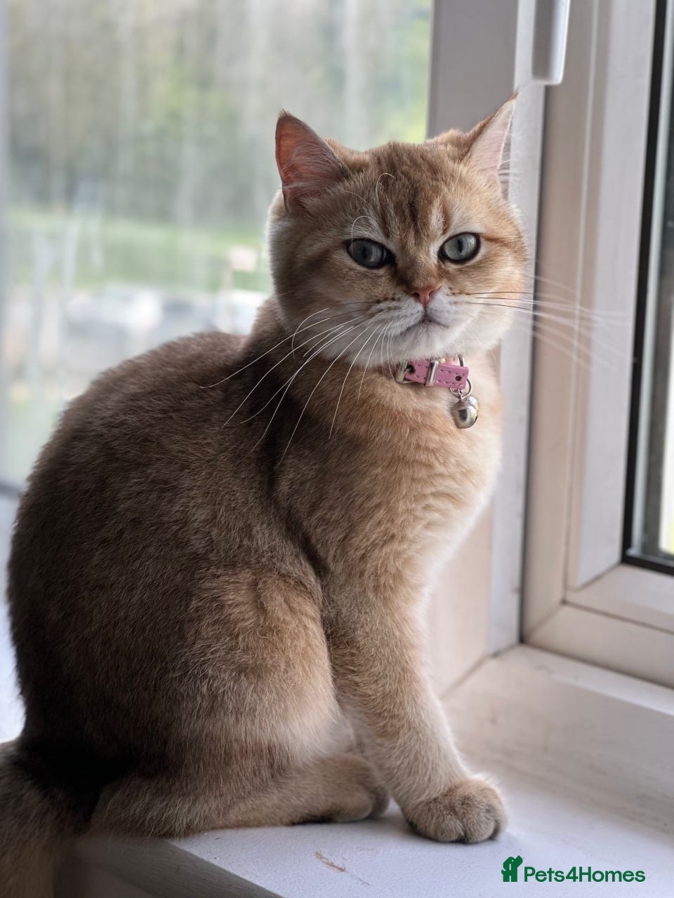 British Longhair cats NY12 Two Beautiful Female Cats Looking for Loving - Advert 6