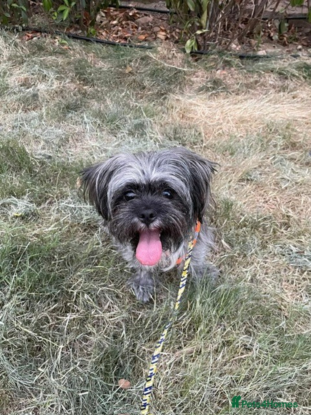 Mixed Breed dogs for sale: Lili - A Tiny Rescue Terrier Mix Angel 💕  - Image 9