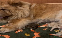 Chow Chow dogs for sale: Chow chow puppies looking for forever homes - Image 4